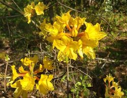 Canary Isles Aromi Deciduous Azalea, Rhododendron 'Canary Isles' (Aromi)